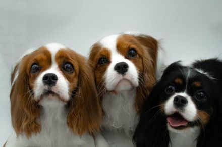Noble Crown kennel