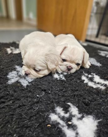 Französische Bulldoggen: Hündin (Farbe: Blau) und Rüde (Farbe: Creme)
