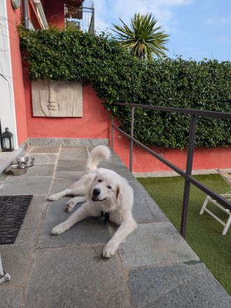 Maremmano Abruzzese Rüde sucht liebevolles Zuhause
