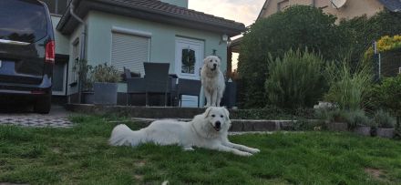 Maremmano Abruzzese Rüde sucht liebevolles Zuhause
