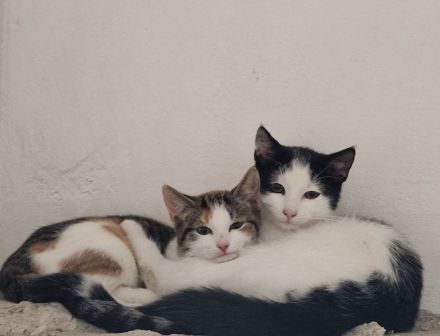 Zwei liebevolle Kitten
