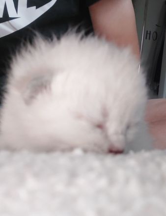 4süße BKH/Siam mix Katzenbabys suchen ein liebevolles Für-immer-Zuhause