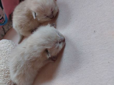 4süße BKH/Siam mix Katzenbabys suchen ein liebevolles Für-immer-Zuhause