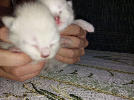 4süße BKH/Siam mix Katzenbabys suchen ein liebevolles Für-immer-Zuhause