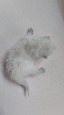 4süße BKH/Siam mix Katzenbabys suchen ein liebevolles Für-immer-Zuhause