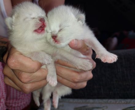 4süße BKH/Siam mix Katzenbabys suchen ein liebevolles Für-immer-Zuhause