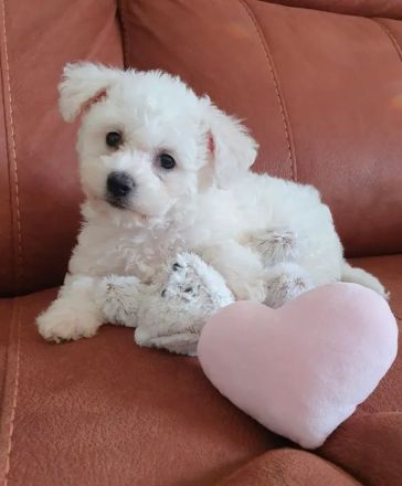 Bichon Frisé