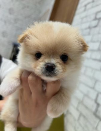 Pomeranian-Welpe