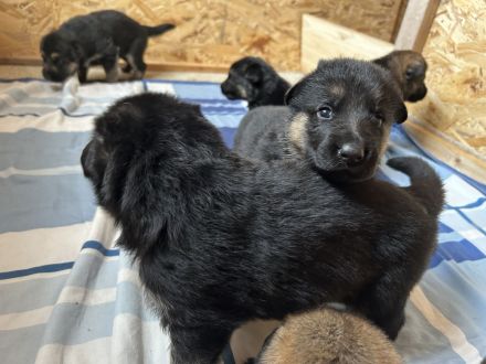 Reinrassige Schäferhundwelpen suchen ein liebevolles Zuhause