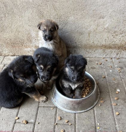 Reinrassige Schäferhundwelpen suchen ein liebevolles Zuhause
