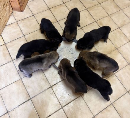 Reinrassige Schäferhundwelpen suchen ein liebevolles Zuhause