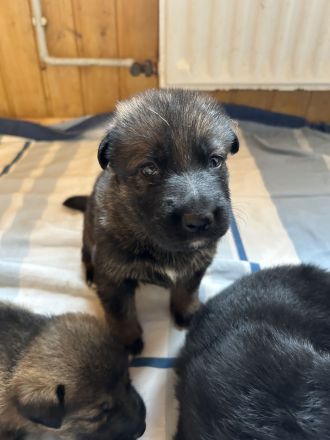 Reinrassige Schäferhundwelpen suchen ein liebevolles Zuhause