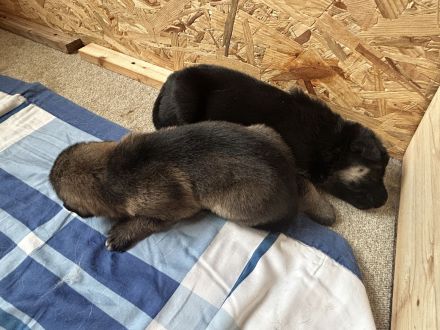 Reinrassige Schäferhundwelpen suchen ein liebevolles Zuhause