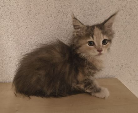 Top Maine Coon Kitten reinrassig
