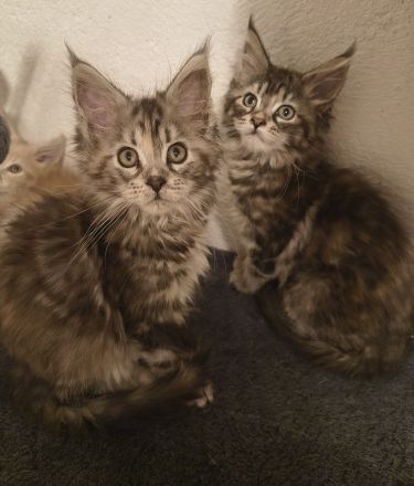 Top Maine Coon Kitten reinrassig