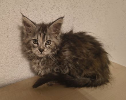 Top Maine Coon Kitten reinrassig