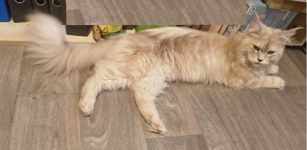 Top Maine Coon Kitten reinrassig