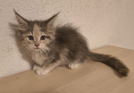 Top Maine Coon Kitten reinrassig