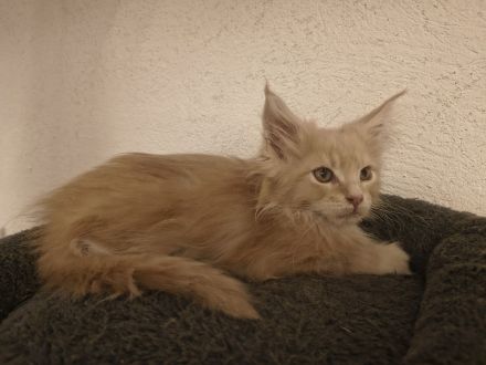 Top Maine Coon Kitten reinrassig