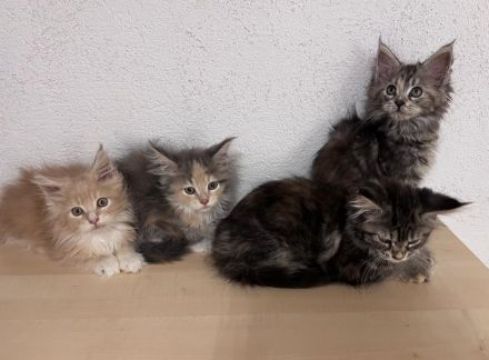 Top Maine Coon Kitten reinrassig