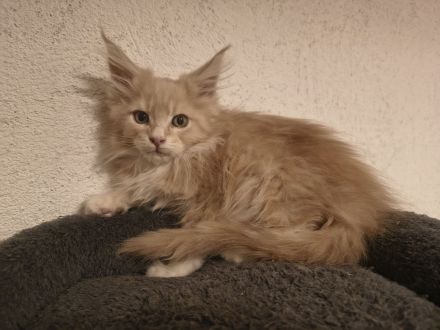 Top Maine Coon Kitten reinrassig