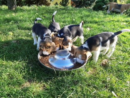 Reinrassige Beagle-Welpen (11 Wochen alt)