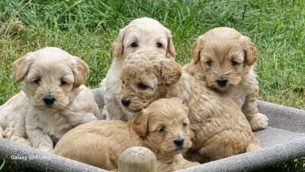 Maltipoo
