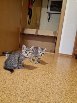 Süße getiegerte BKH Kitten