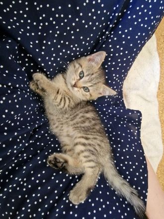 Süße getiegerte BKH Kitten
