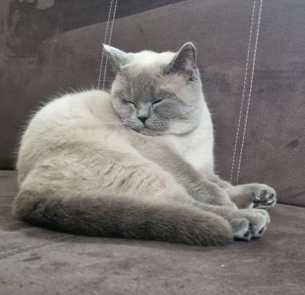 Süße getiegerte BKH Kitten