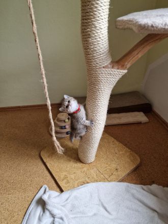 Süße getiegerte BKH Kitten