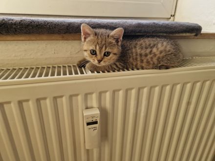 Süße getiegerte BKH Kitten