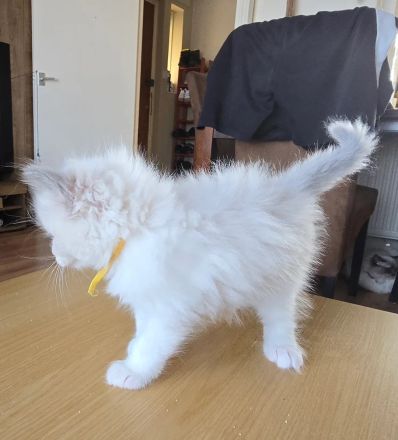 Reinrassiges Ragdoll-Kätzchen