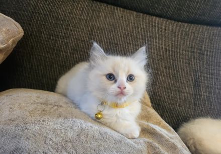 Reinrassiges Ragdoll-Kätzchen