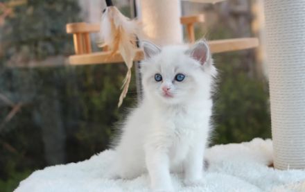 Reinrassiges Ragdoll-Kätzchen