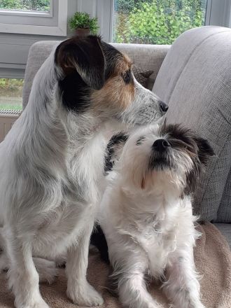 Lexie & Lotta, ein Dreamteam in gute Hände abzugeben