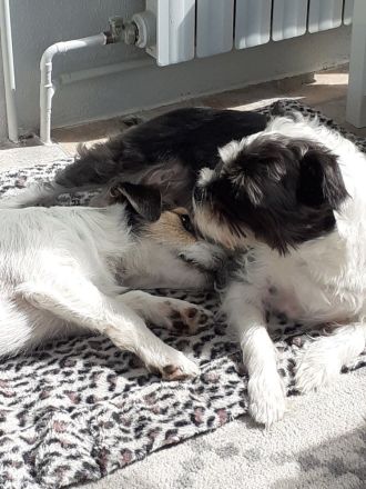 Lexie & Lotta, ein Dreamteam in gute Hände abzugeben