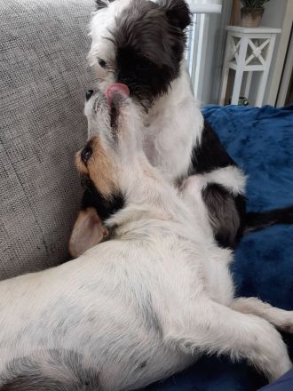 Lexie & Lotta, ein Dreamteam in gute Hände abzugeben