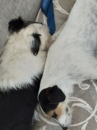 Lexie & Lotta, ein Dreamteam in gute Hände abzugeben