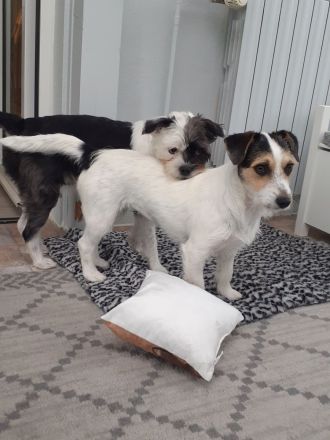 Lexie & Lotta, ein Dreamteam in gute Hände abzugeben