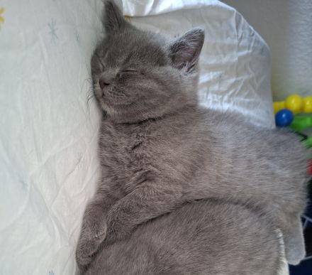 Britisch Kurzhaar Kitten sucht ein liebevolles Zuhause