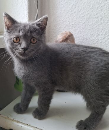 Britisch Kurzhaar Kitten sucht ein liebevolles Zuhause