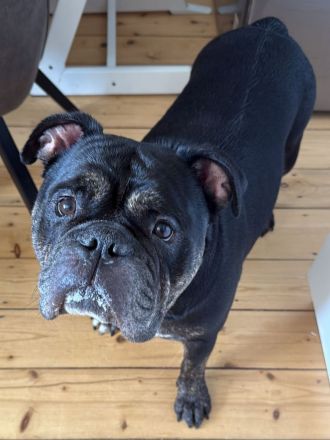 lustiger chicker Bully Ruede
