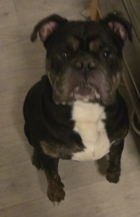 lustiger chicker Bully Ruede