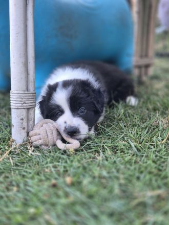 Border Collie Welpen aus verantwortungsvoller, liebevoller Familienaufzucht