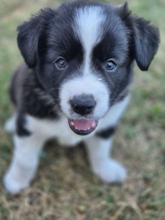 Border Collie Welpen aus verantwortungsvoller, liebevoller Familienaufzucht