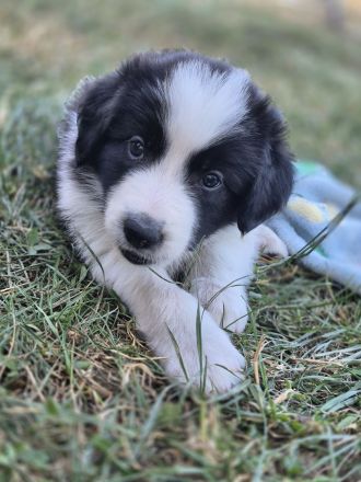 Border Collie Welpen aus verantwortungsvoller, liebevoller Familienaufzucht