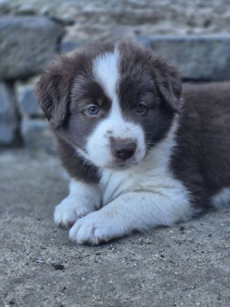 Border Collie Welpen aus verantwortungsvoller, liebevoller Familienaufzucht