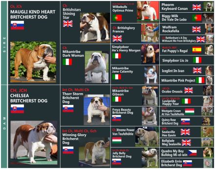 Wunderschönes Mädchen – reinrassige englische Bulldogge mit FCI-Papieren
