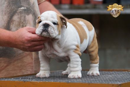 Wunderschönes Mädchen – reinrassige englische Bulldogge mit FCI-Papieren